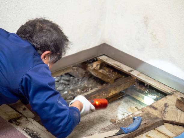 Best Bathroom Mold Remediation in Marrero, LA