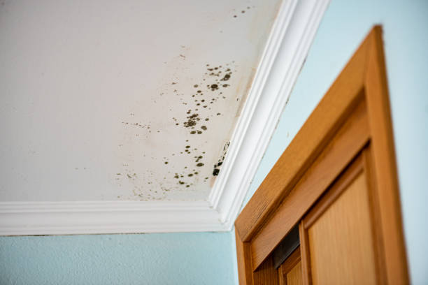 Best Kitchen Mold Remediation in Marrero, LA