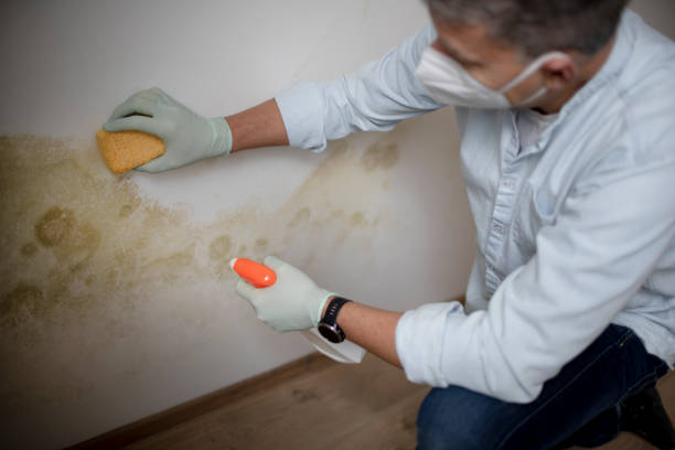 Best Insurance-Related Mold Remediation in Marrero, LA