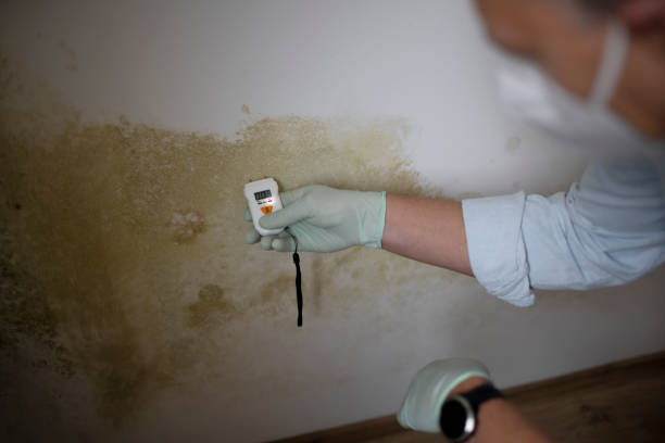 Best HVAC Mold Remediation in Marrero, LA