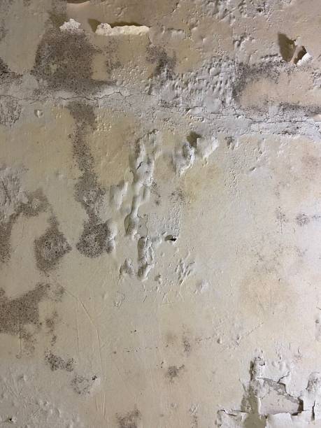 Best DIY Mold Remediation Support Services in Marrero, LA