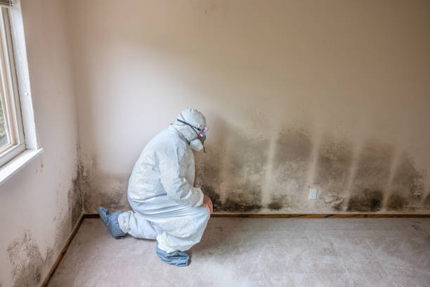 Best Post-Flood Mold Remediation in Marrero, LA