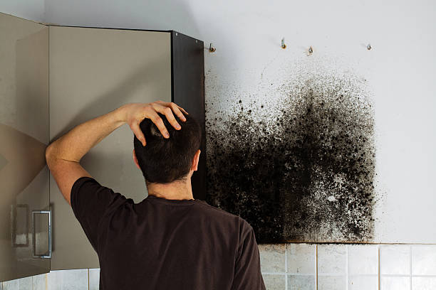 Best Emergency Mold Remediation in Marrero, LA
