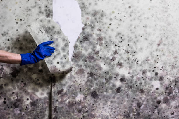  Marrero, LA Mold Removal Pros